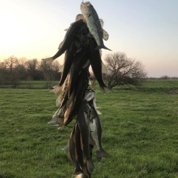 Meet your Posher, Rylee - Picture 1 of 1